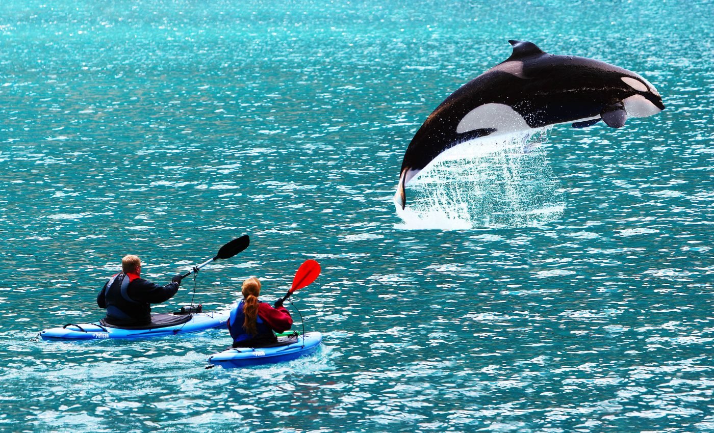 Killer whales are attempting to bond with humans, according to scientists
