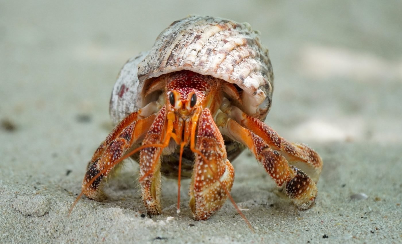 Microscopic hairs drive courage in hermit crabs