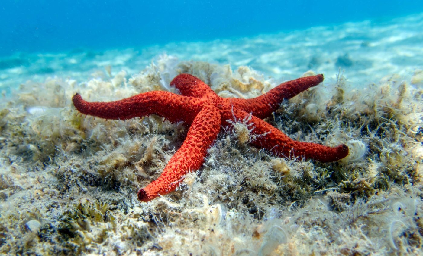Cause of death for billions of sea stars finally identified