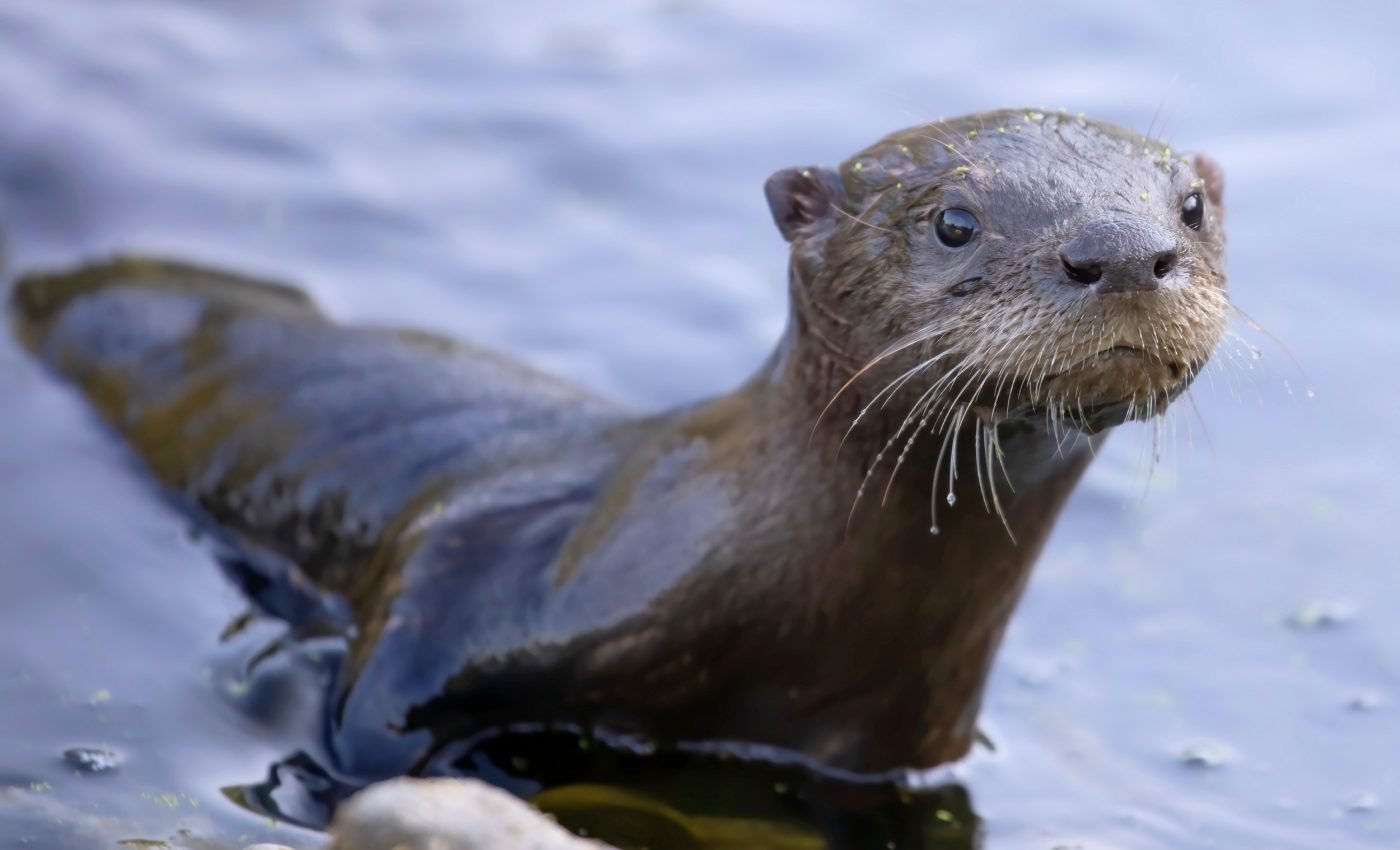 What river otter poop reveals about life in Chesapeake Bay