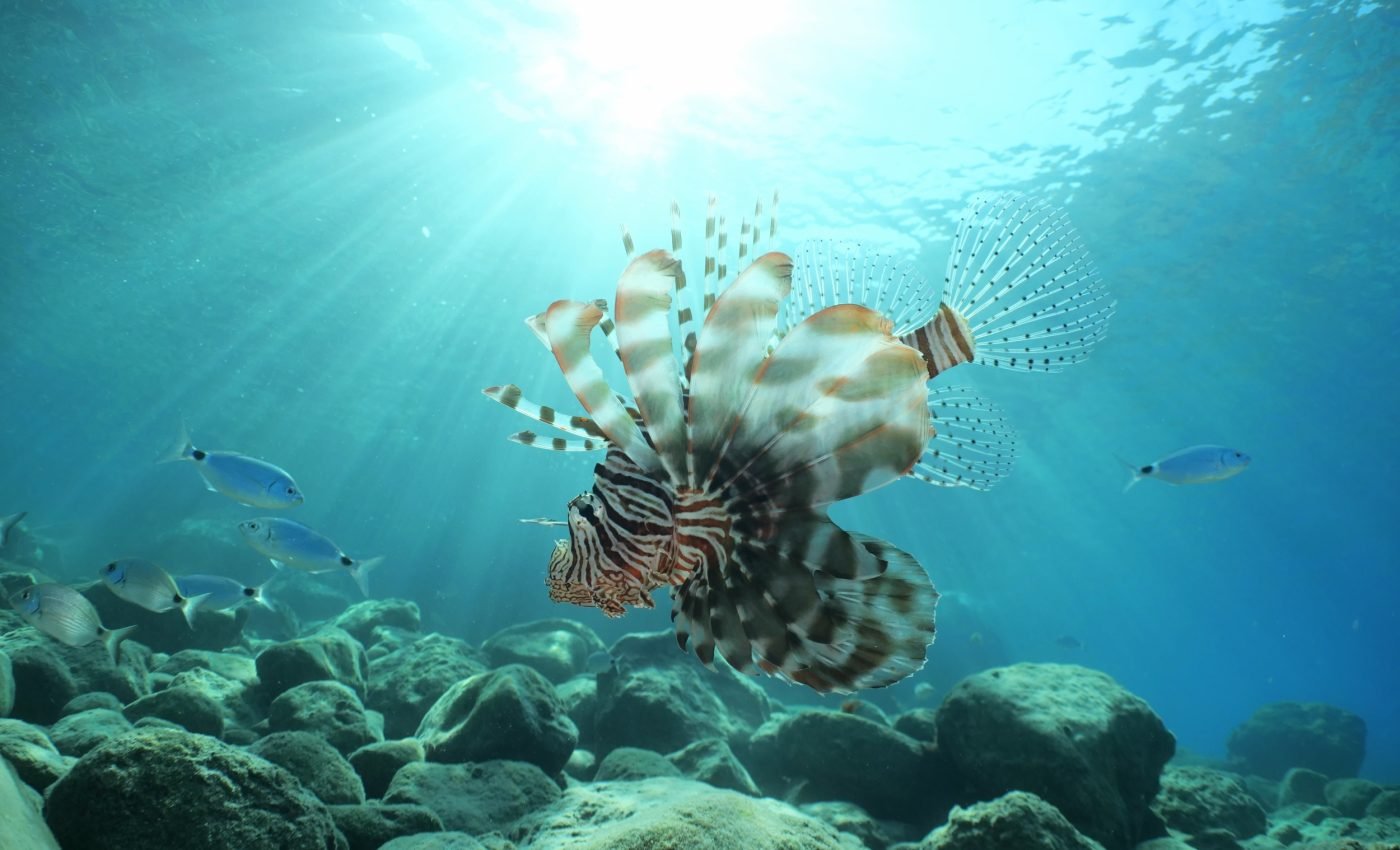 Tropical species are taking over the Mediterranean Sea