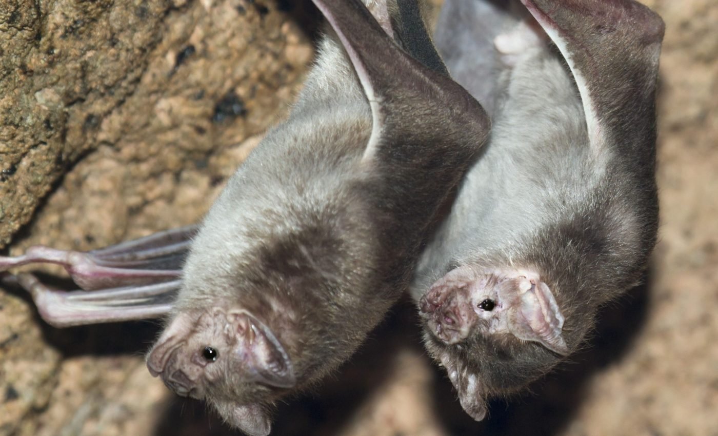 Spectral bats lead social lives with hugs, play, and food sharing