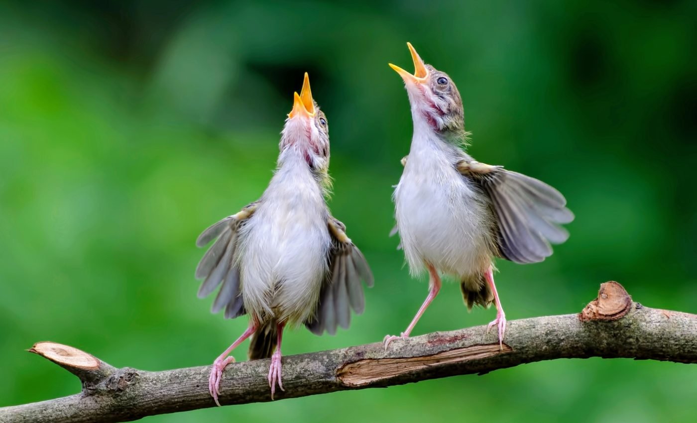 Light pollution makes birds around the world sing longer each day