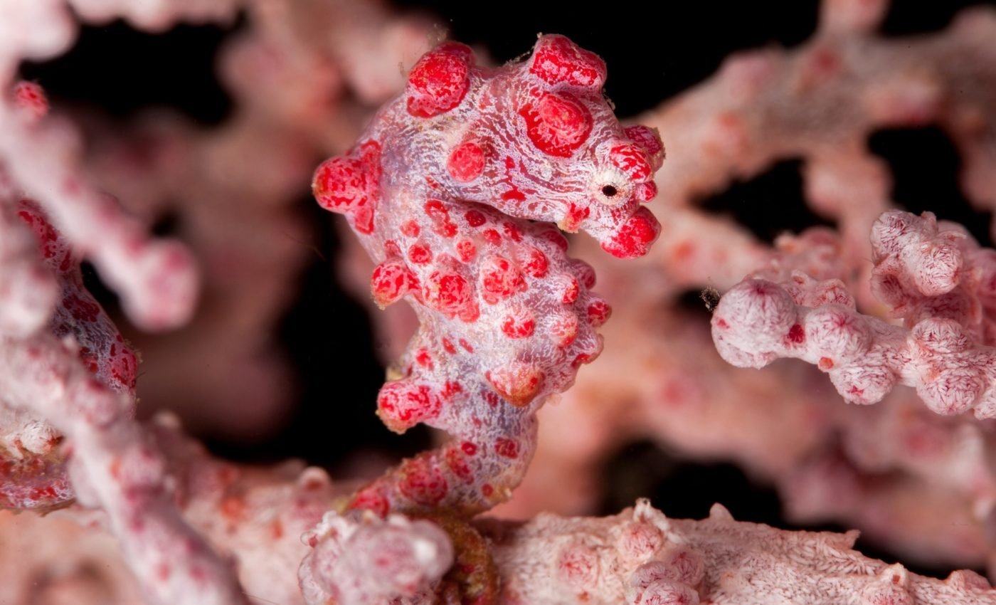 How pygmy seahorses became invisible to predators