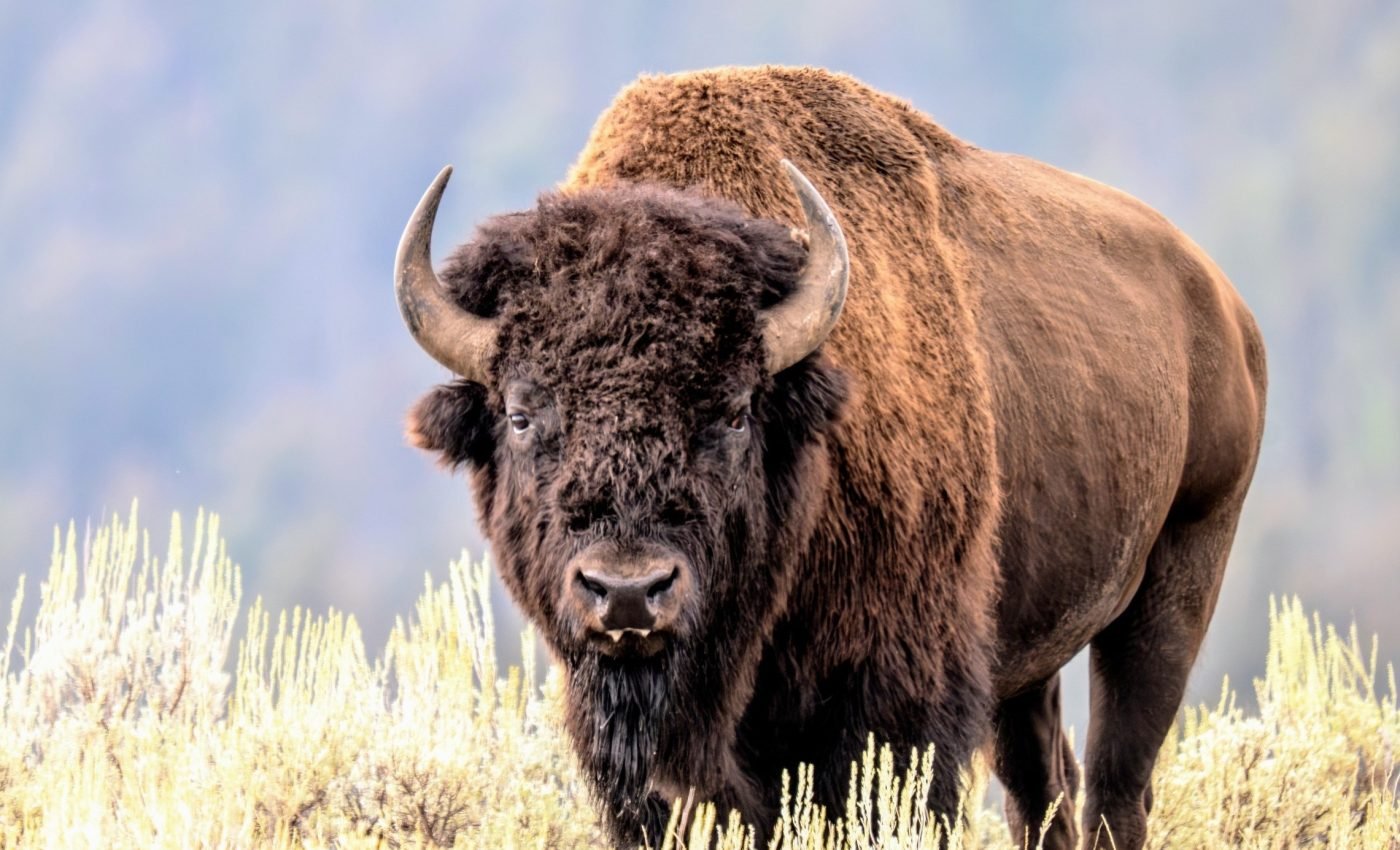 Bison grazing boosts grass nutrition without harming soil
