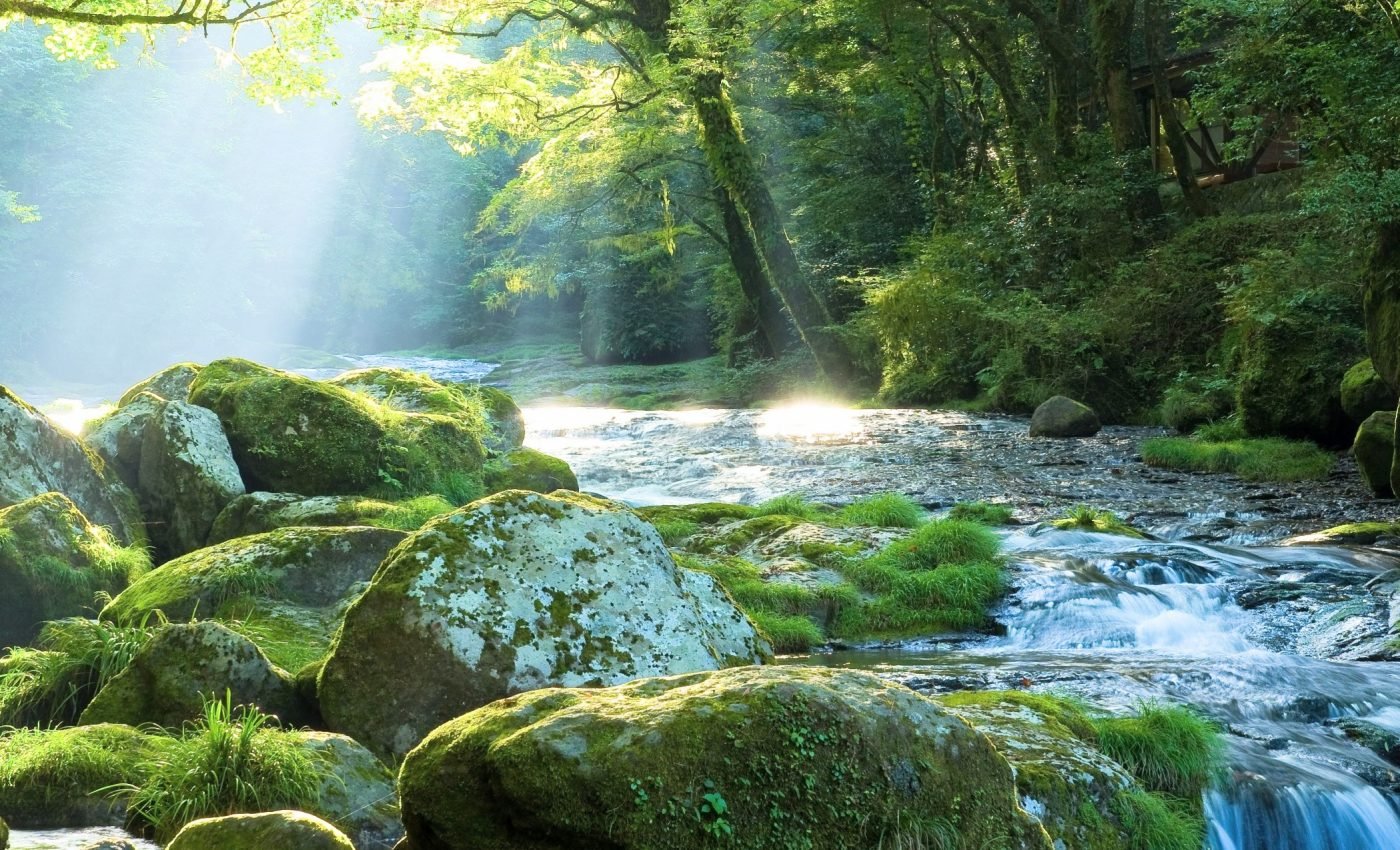 How global greening could drain Earth’s water supply