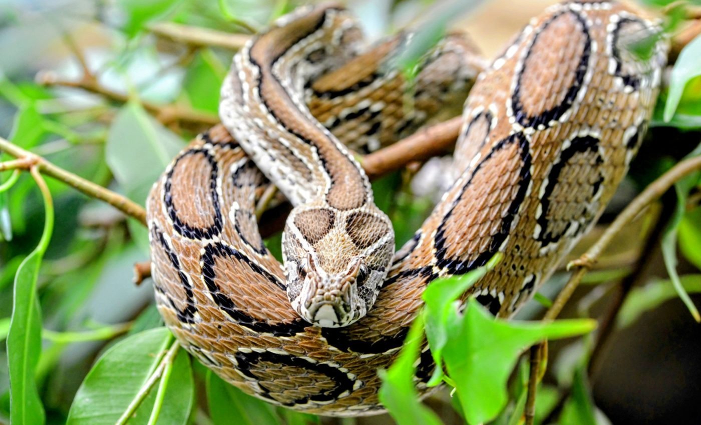 Climate change is pushing venomous snakes into new regions