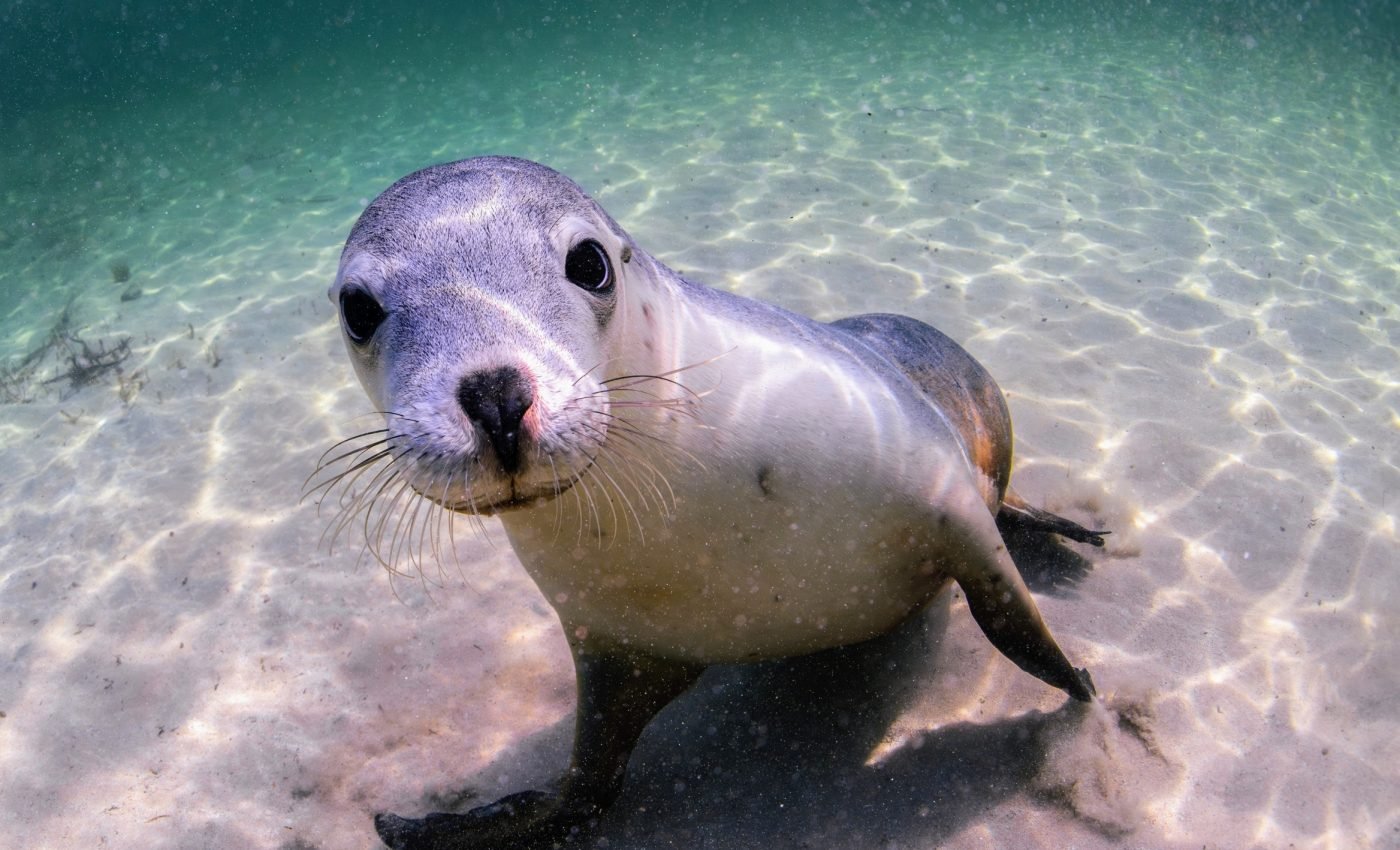 Plastic risk maps reveal dangerous hotspots for ocean animals