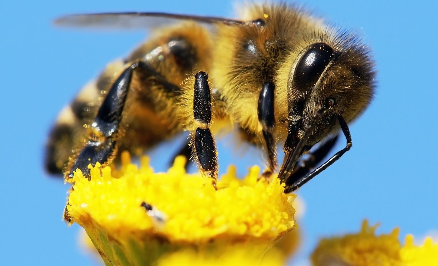 Hidden eye sensors help bees find their way home