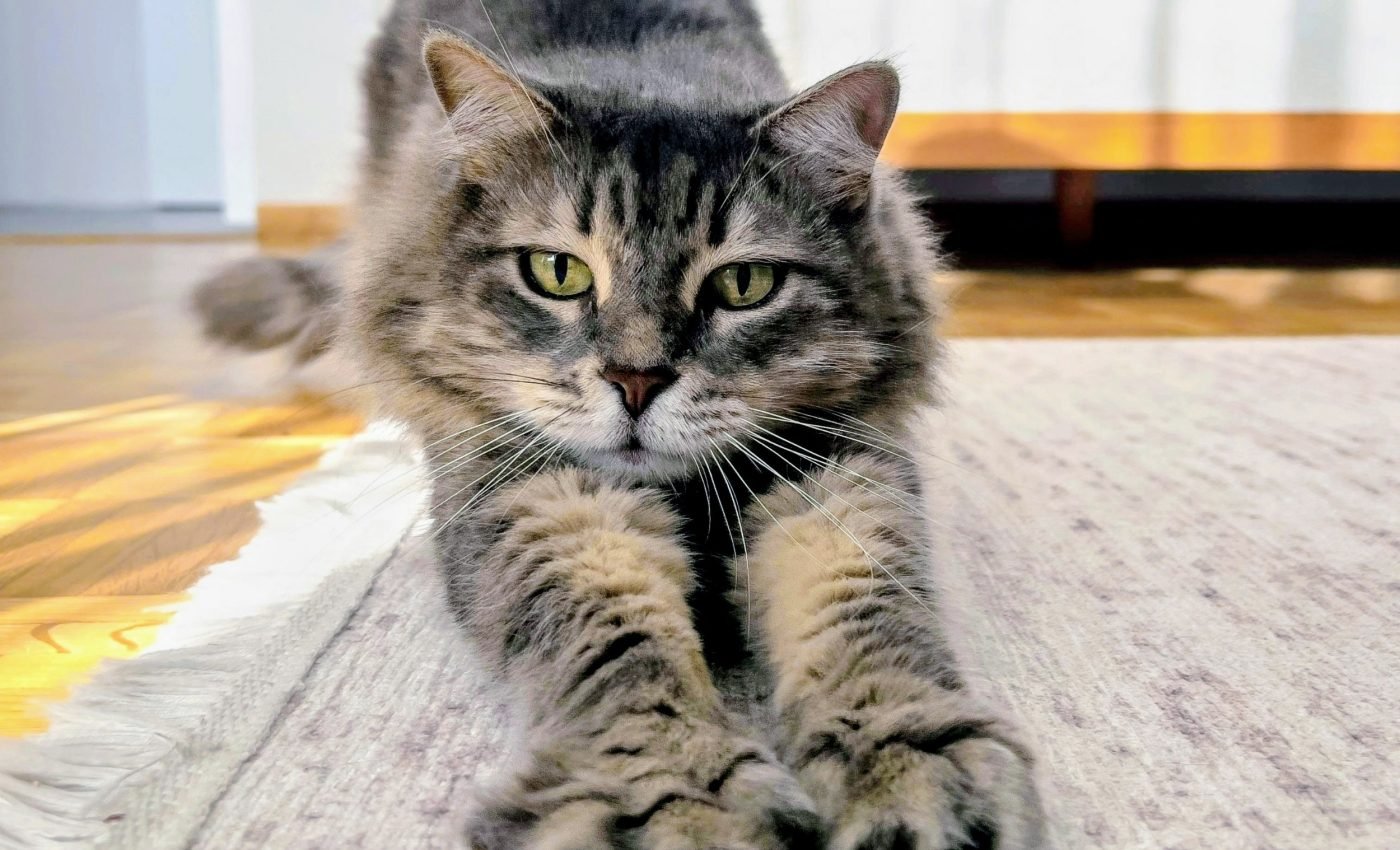 Cat declawing causes permanent nerve damage