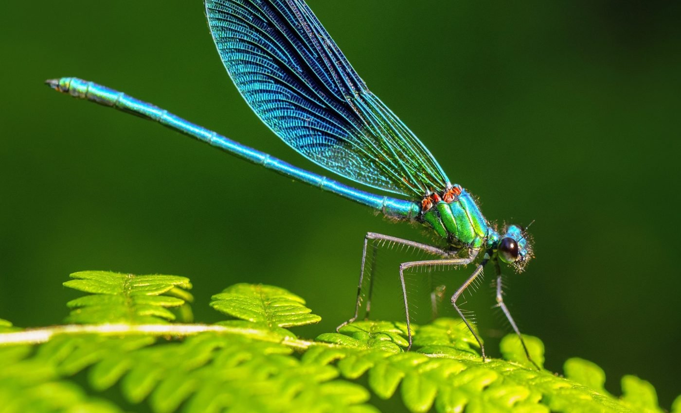 Dragonflies lived with dinosaurs, now they face their toughest fight for survival