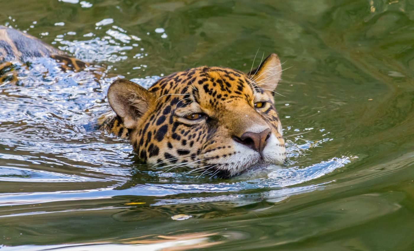Jaguar stuns scientists with longest swim ever recorded