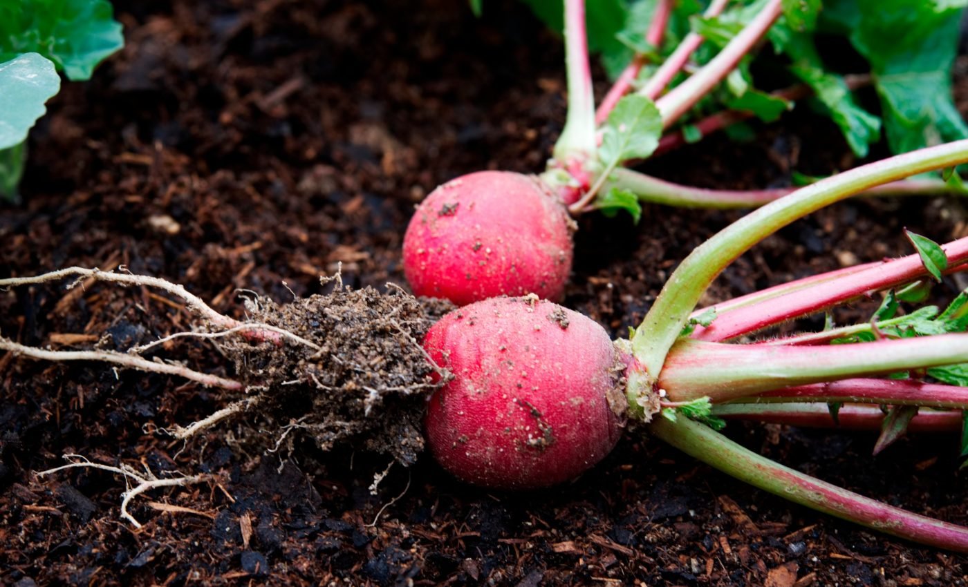 Plastics found inside vegetable tissues for the first time