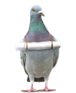 pigeon